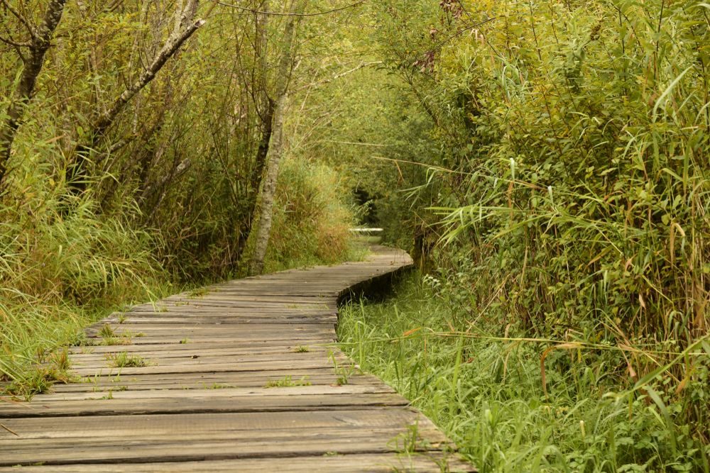 Footbridge in Millersylvania State Park