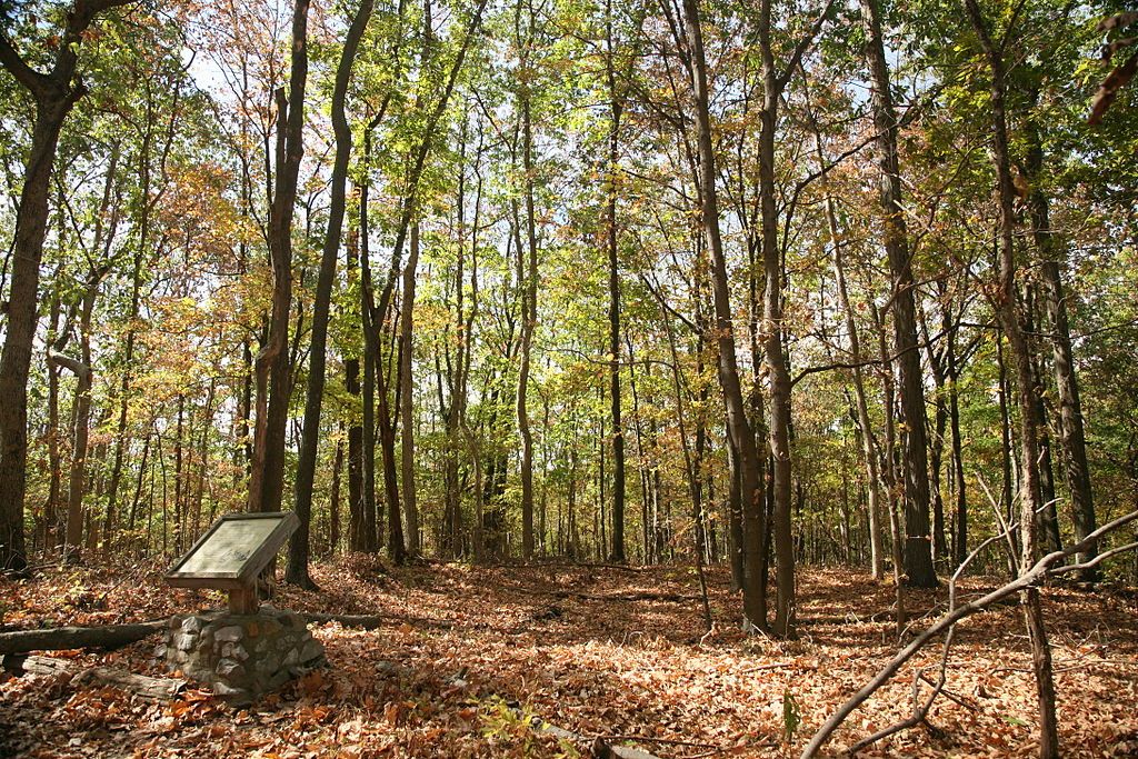 Trees lined up at Millstone Bluff Archaeological Area
