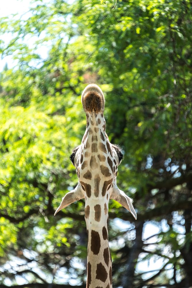 Giraffe at Milwaukee County Zoo