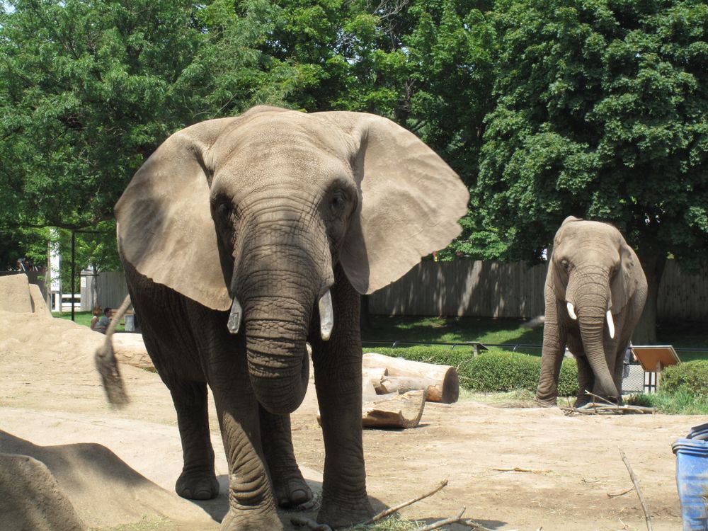 Elephants at Milwaukee County Zoo