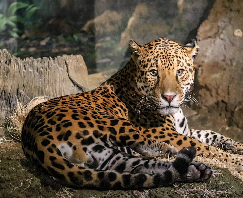 Leopard at Milwaukee County Zoo