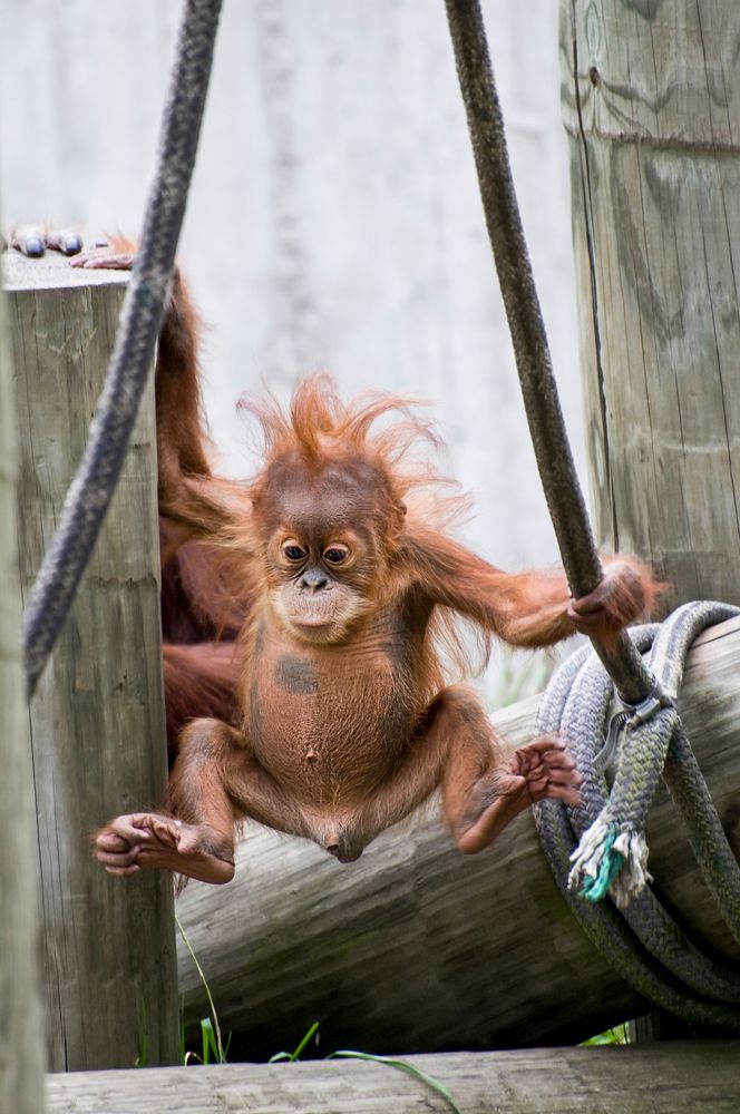 Baby orangutan at Minnesota Zoo