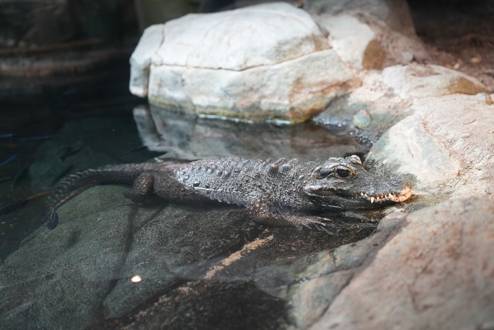 Crocodile at Minnesota Zoo