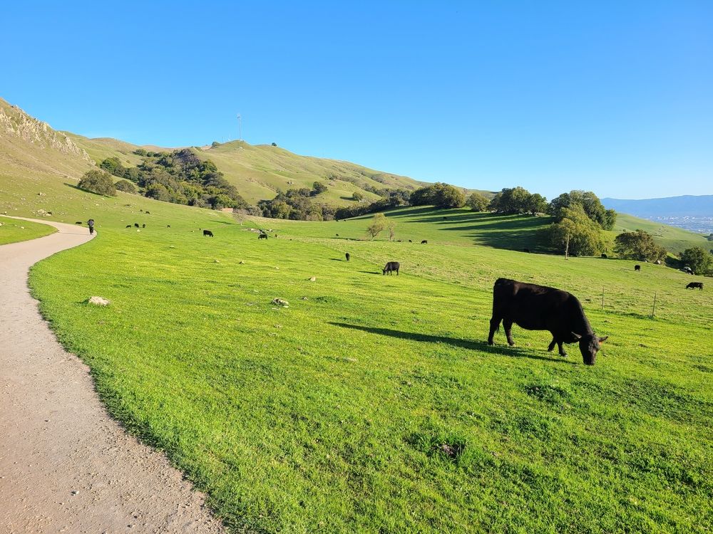Cattles rearing at Mission Peak Regional Preserve