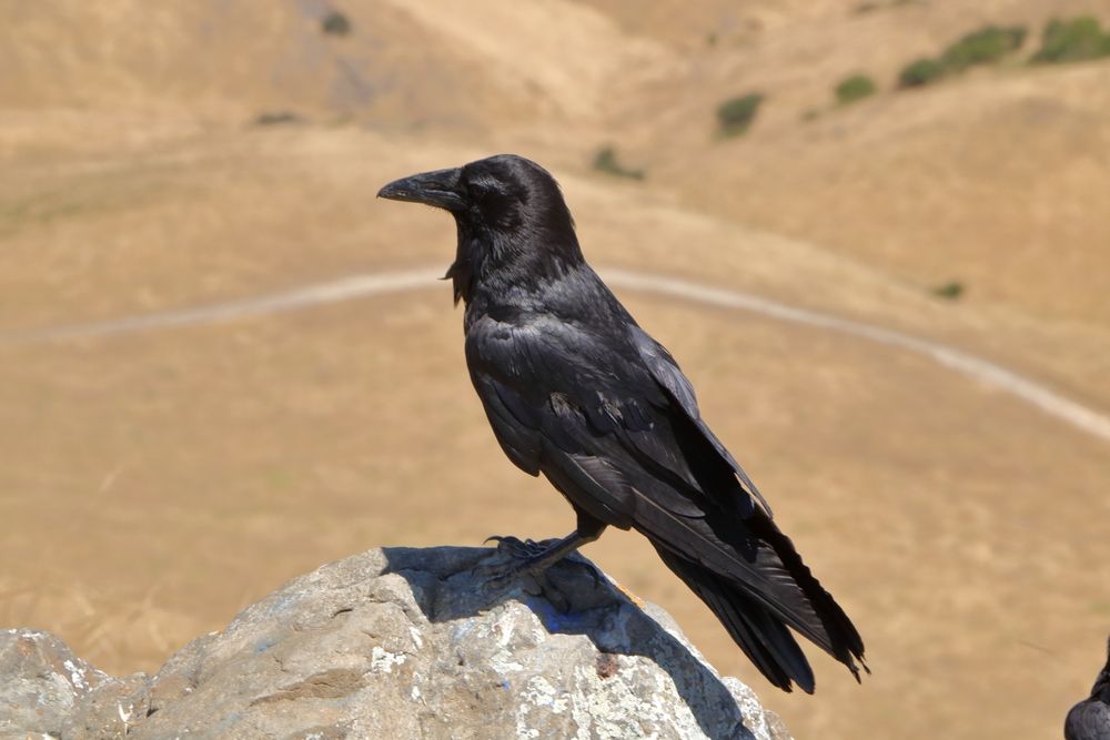 A Raven stairing at its prey at Mission Peak Regional Preserve