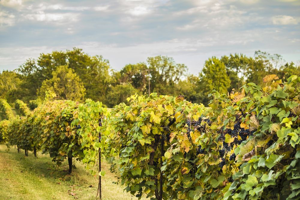Plantation at Missouri Wine Country