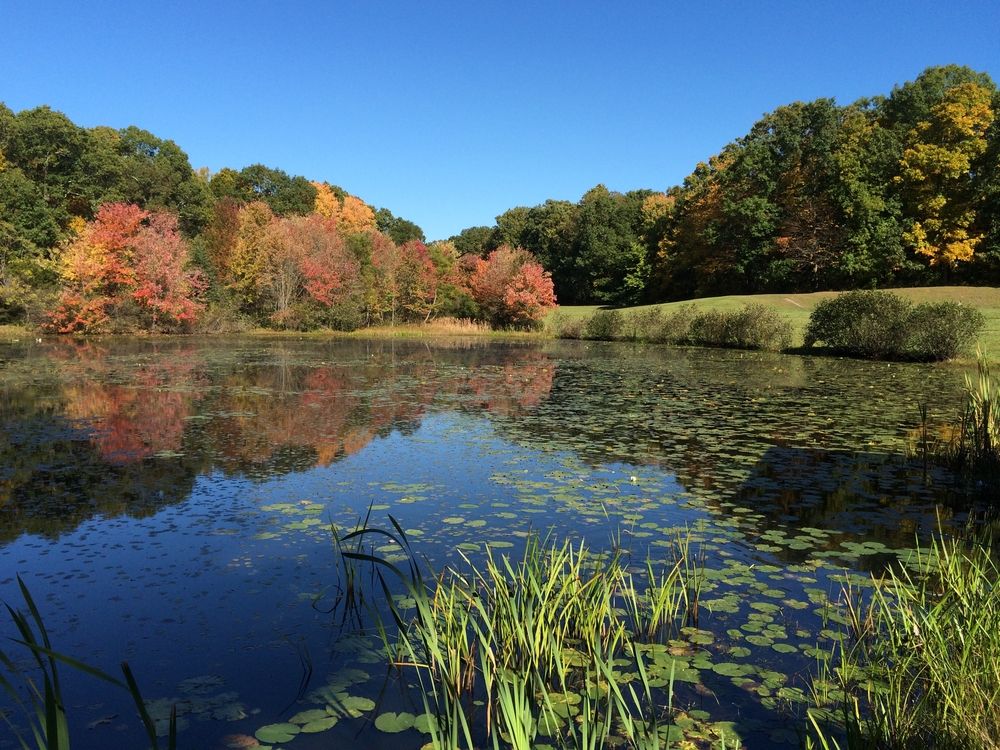 Pond at Mohegan Park