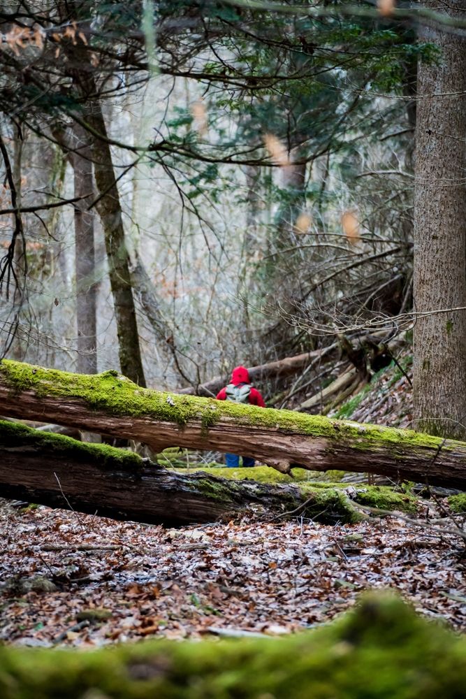 A hiker exploring the Mohican State Park
