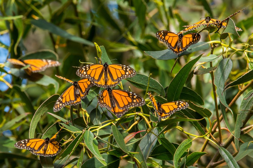 Colorful butterflies at Monarch Butterfly Grove