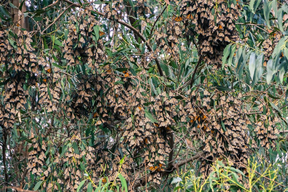 Butterflies clustering on a tree at Monarch Butterfly Grove