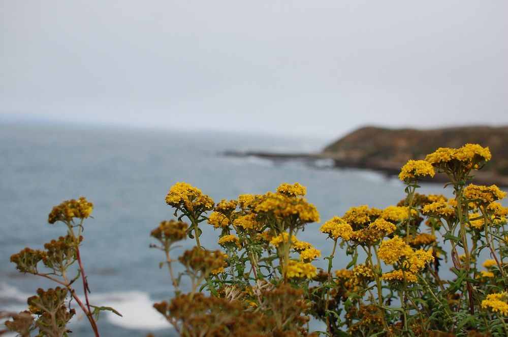 Flowers at Montaña de Oro State Park