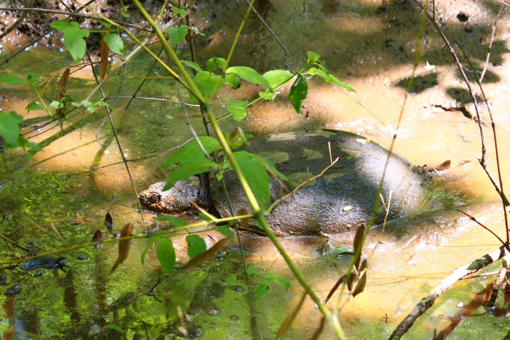 Snapping Turtle at Monte Sano Nature Preserve