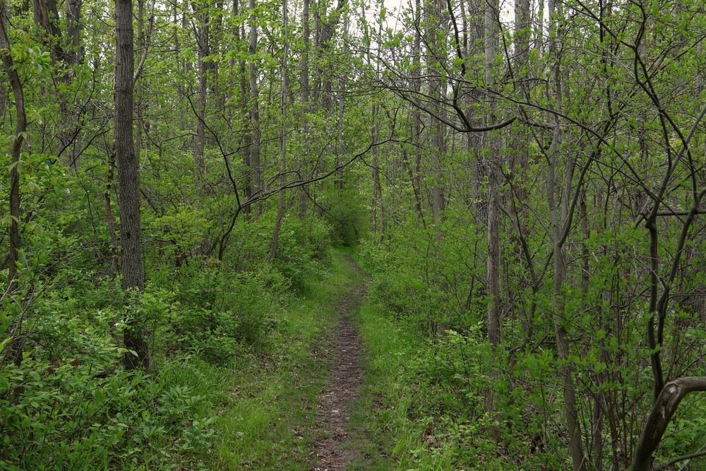Nature trail amidst thick vegetation at Montezuma National Wildlife Refuge