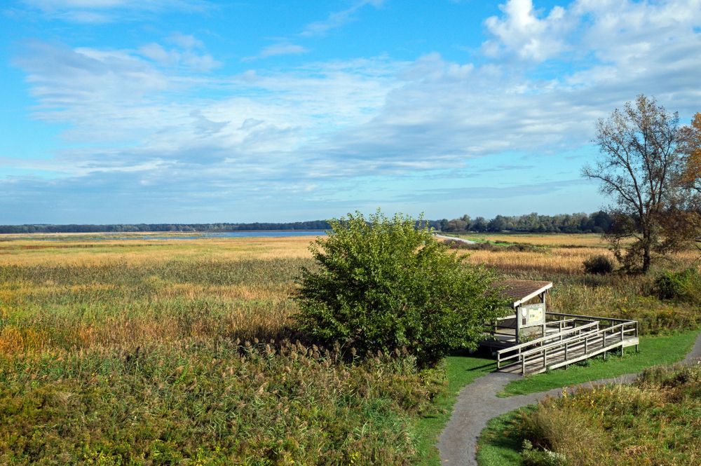 Landscape of Montezuma National Wildlife Refuge