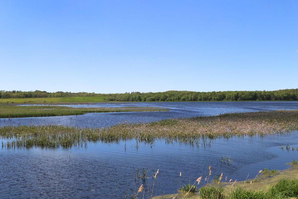 Wetland at Montezuma National Wildlife Refuge