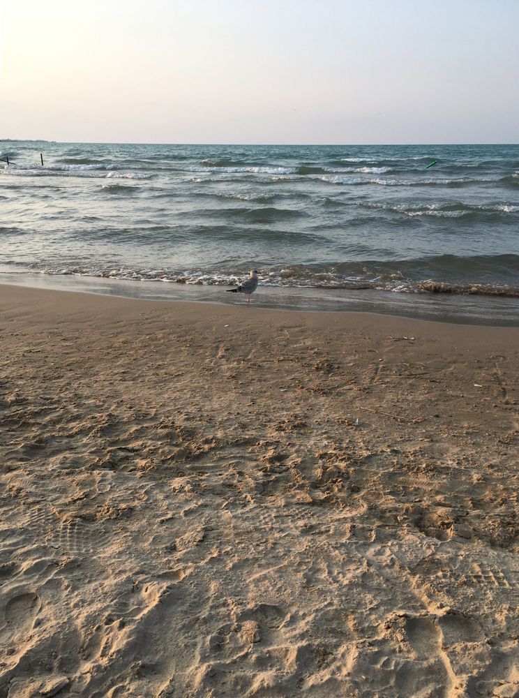 Shoreline of Montrose Beach