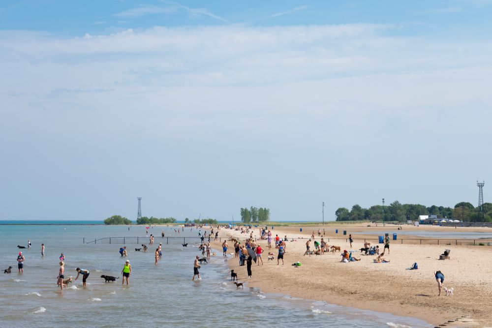 People enjoying their day with their pets at Montrose Beach