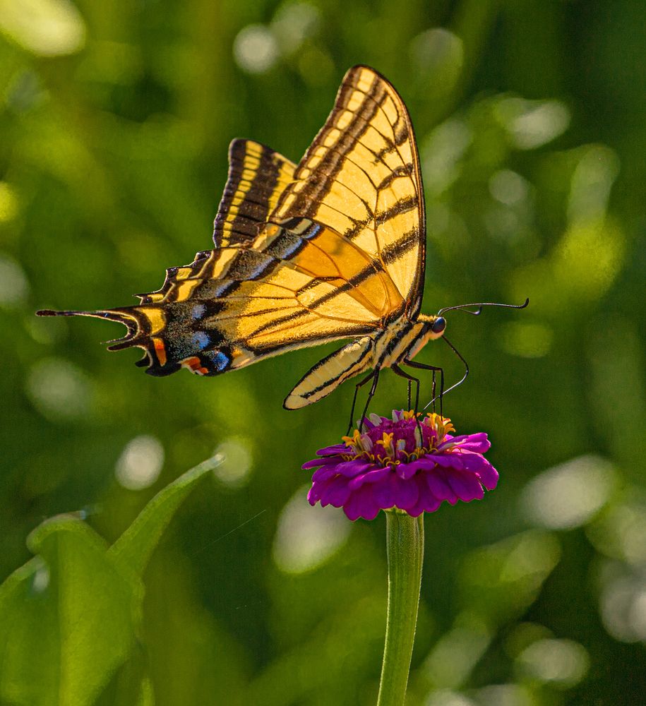 Butterfly at Montrose Botanic Gardens
