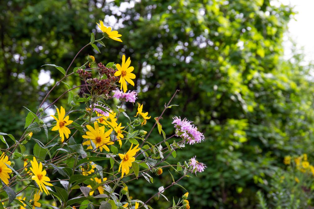 Beautiful flowers at Moraine Hills State Park