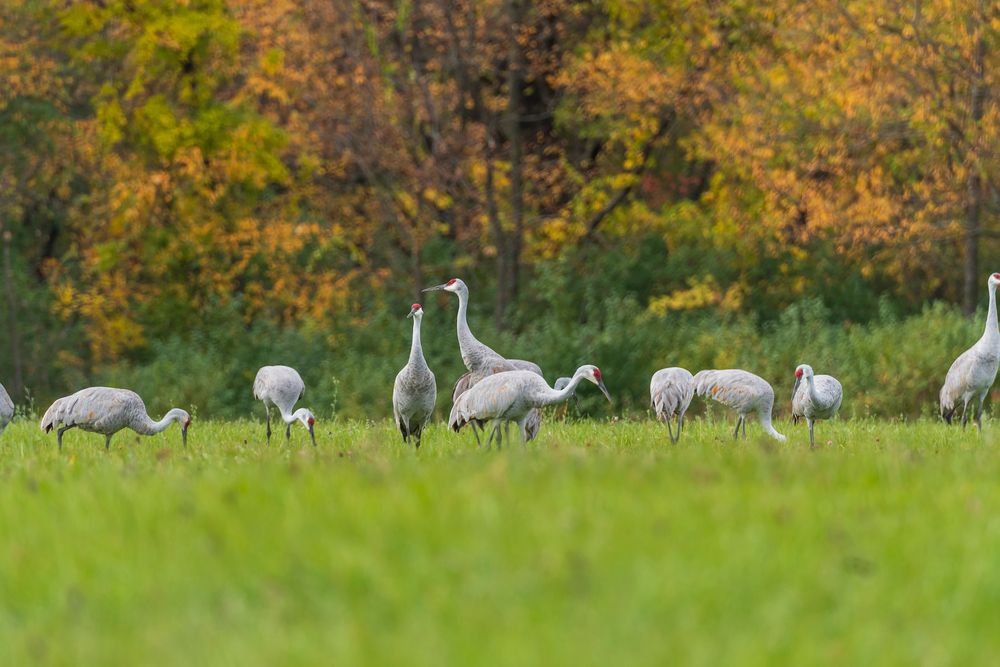 Birds at Moraine Hills State Park