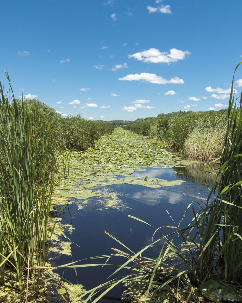 Marsh land at Moraine Hills State Park