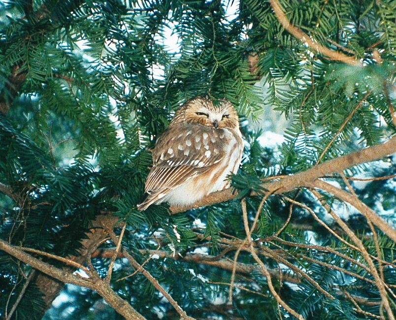 Owl at Morton Arboretum