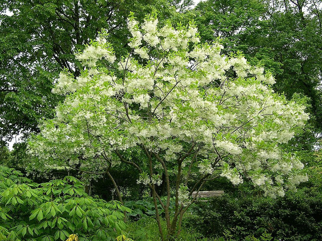 Trees at Morton Arboretum