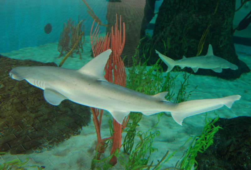 Fishes at Mote Marine Laboratory & Aquarium