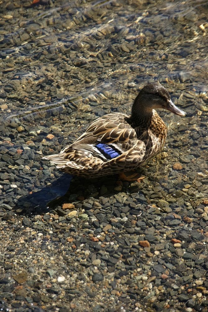 A duck at Mount Desert Island