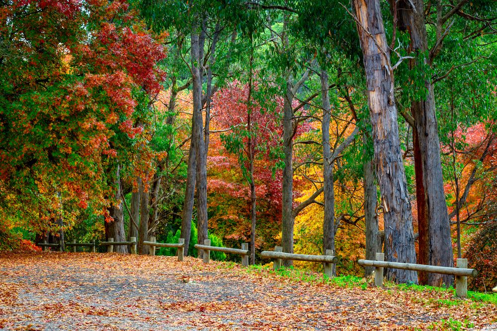 Picturesque view of autumn trees at Mount Lofty Botanic Garden
