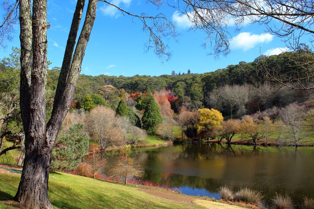 Lake at Mount Lofty Botanic Garden