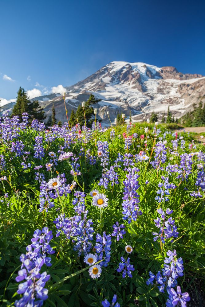 Pretty flowers at the Mount Rainier National Park