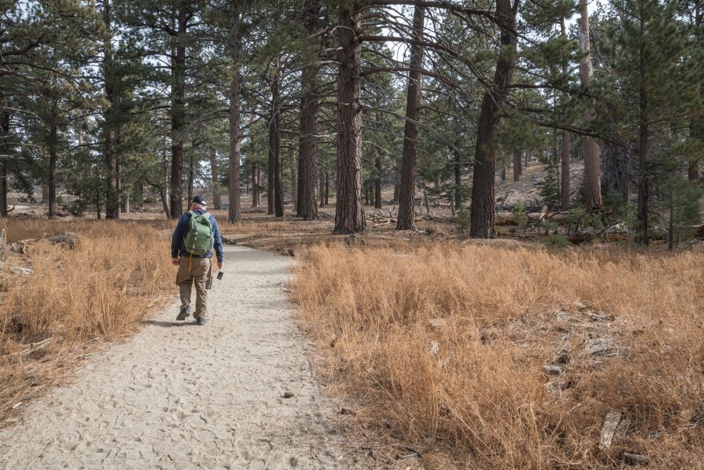 Hiking in Mount San Jacinto State Park