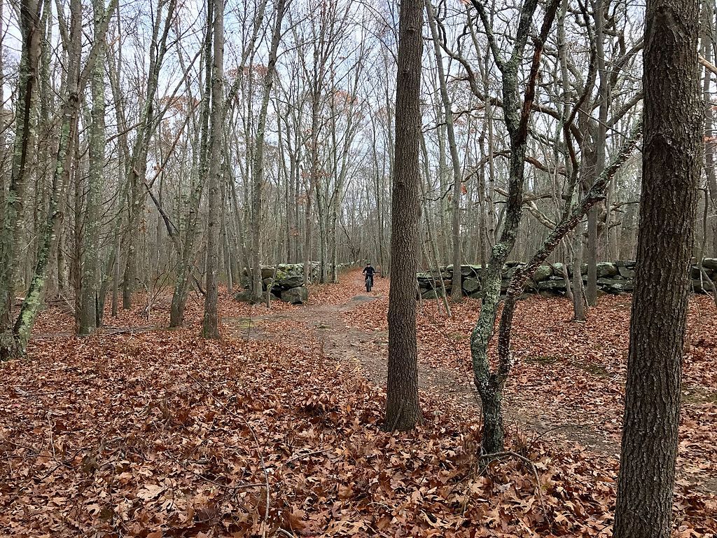 Foliage at Haley Farm State Park
