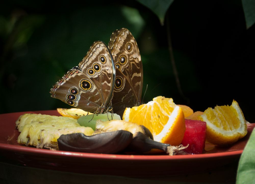 Butterfly in Museum of Life + Science