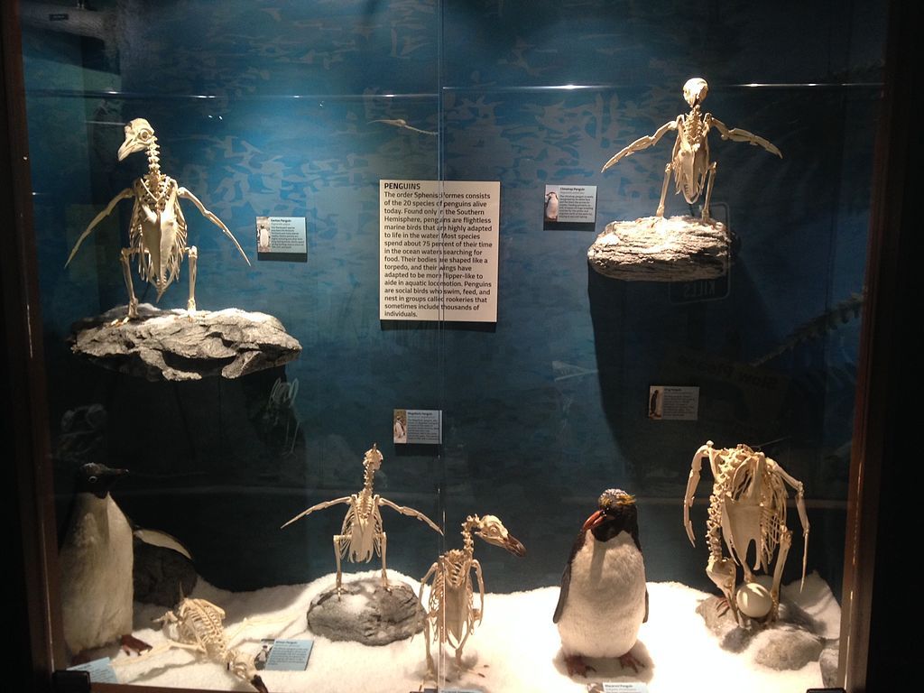 Exhibits at Museum of Osteology