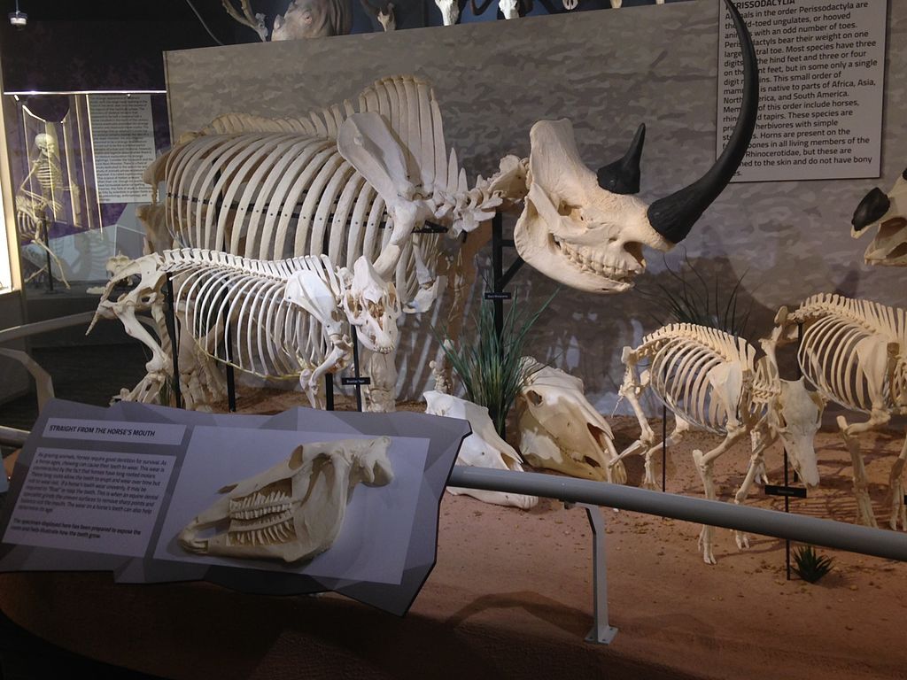 View of the Museum of Osteology