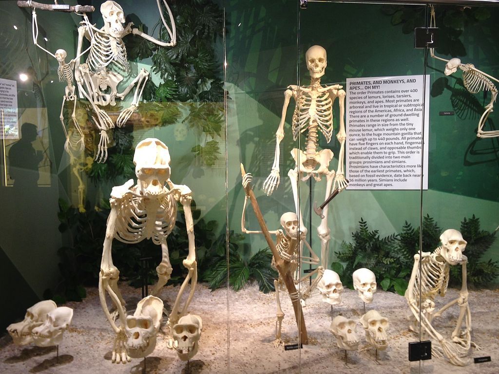 Display at Museum of Osteology
