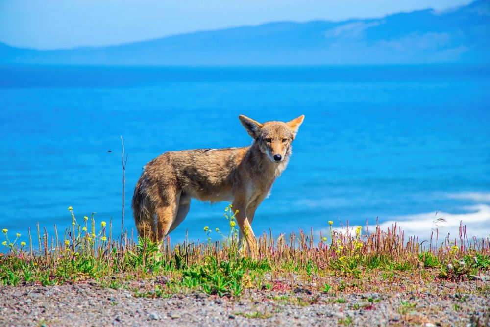 Coyote at the Mussel Rock Park
