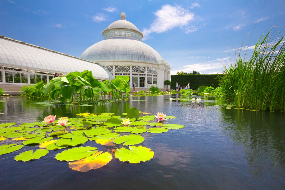 Lotus in a pond at NY Botanical garden, Bronx
