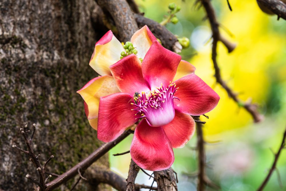 Nani Mau Gardens in Hilo, Hawaii