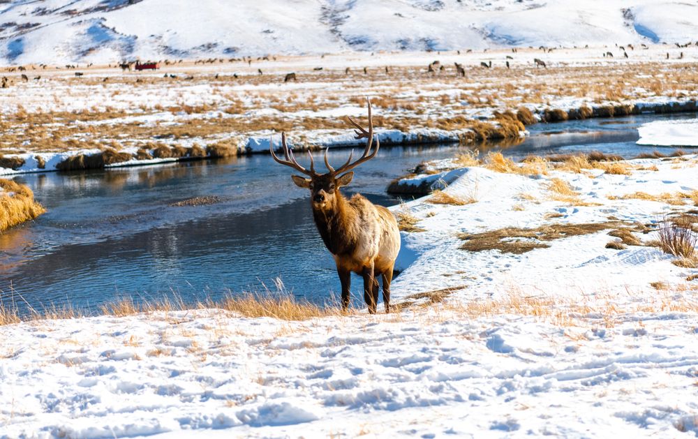 National Elk Refuge