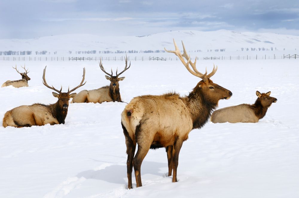 Els at National Elk Refuge in the Snow