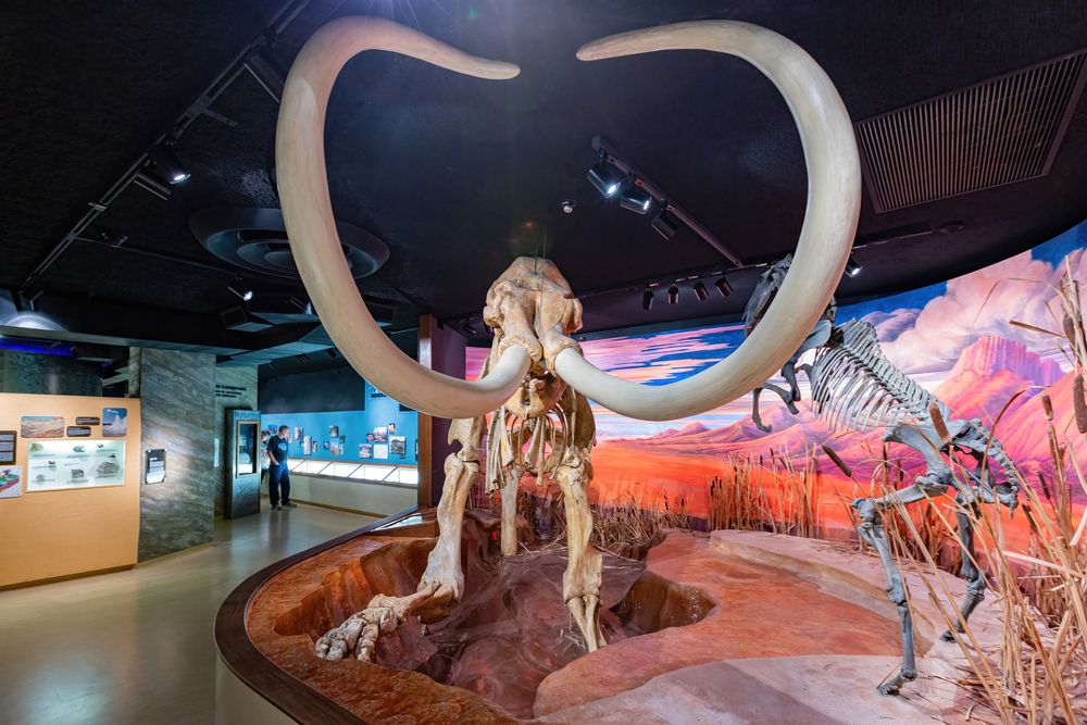 Animals skeleton exhibit in Nevada State Museum