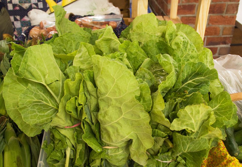 Fresh lettuce at New Bern Farmers Market