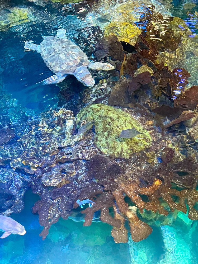 Turtle at New England Aquarium