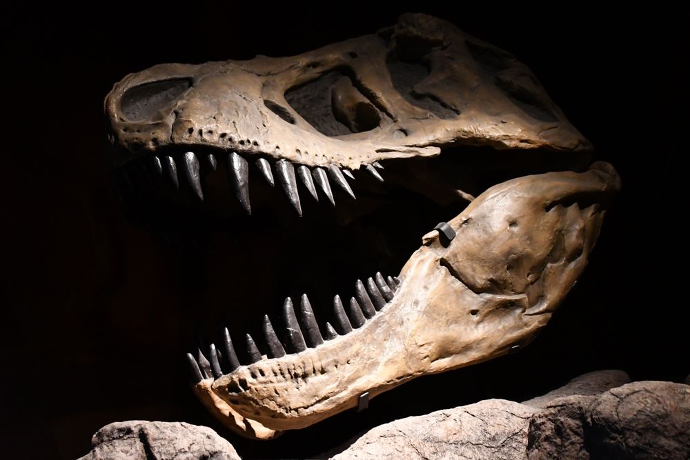 Exhibit of a dinosaur skeleton at New Mexico Museum of Natural History and Science