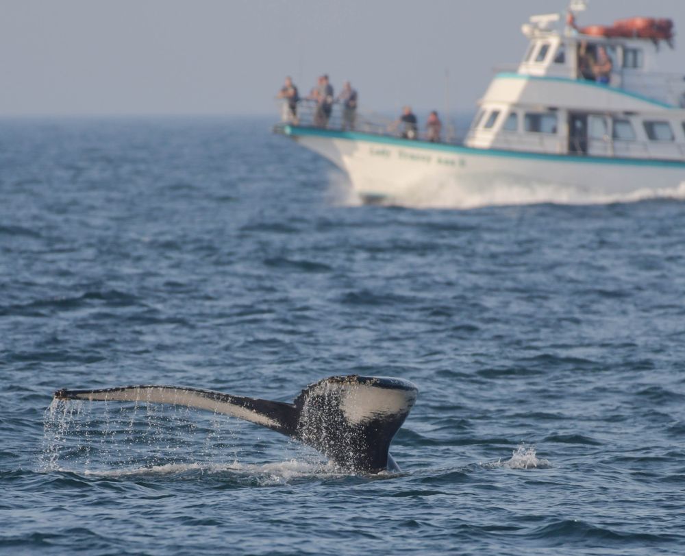 Tourists watching over a whale at Newburyport Whale Watch