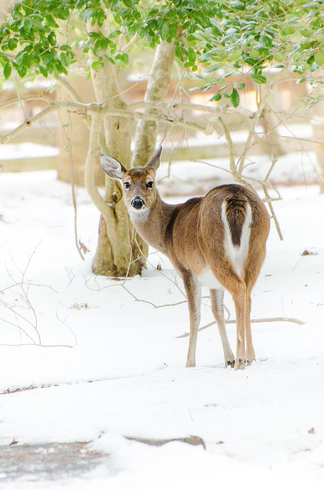 Deer at Newport News Park
