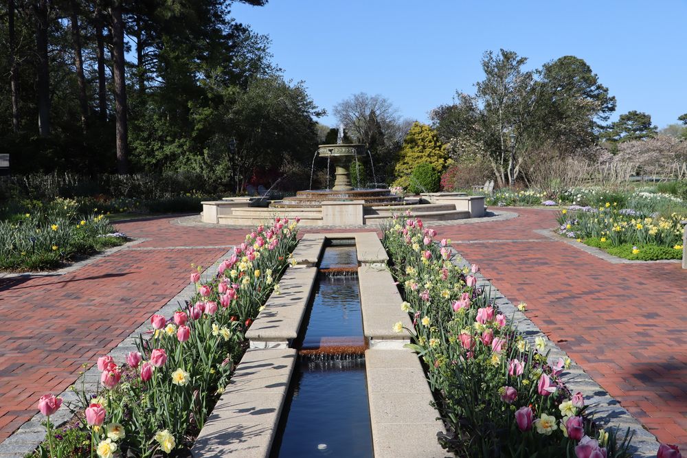 Colorful tulips and a water fountain at Norfolk Botanical Gardens